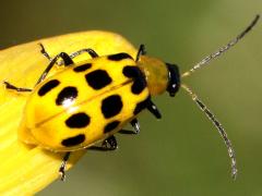 (Spotted Cucumber Beetle) dorsal