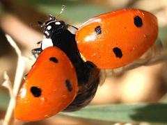 (Seven-spotted Lady Beetle) dorsal