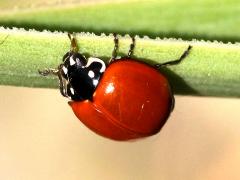 (Spotless Lady Beetle) dorsal