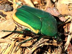 (Figeater Beetle) dorsal