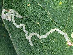 (Chrysanthemum Leafminer Fly) upperside mine on Burdock