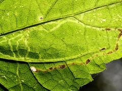 (White Snakeroot Leafminer Fly) backlit mine on White Snakeroot