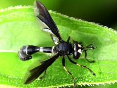 (Common Eastern Physocephala) dorsal