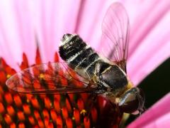 (Lateral Bee Fly) dorsal