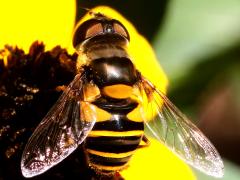 (Transverse Flower Fly) female dorsal