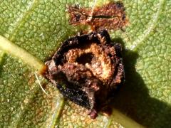 Linden Wart Gall Midge underside gall on American Linden