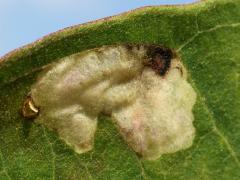 (Milkweed Leafminer Fly) upperside mine on Common Milkweed