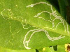 (Ophiomyia scaevolana Leafminer Fly) upperside mine on Beach Naupaka