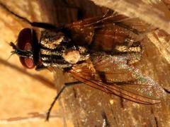 (Common House Fly) top