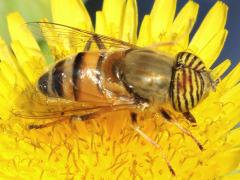 (Band-Eyed Drone Fly) male lateral