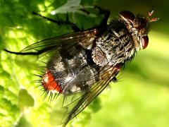 (Winthemia Bristle Fly) female dorsal