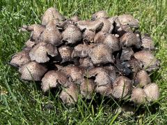 (Coprinellus Inkcap) upperside