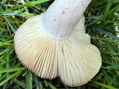 (Russulaceae Brittlegill) underside