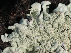 (Flavoparmelia Greenshield Lichen) on rocks