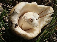 (Snakeskin Grisette) four underside