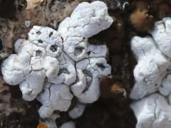 (Graphidaceae Script Lichen) on rocks