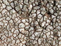 (Mountain Lichen) on rocks