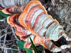 (False Turkeytail) upperside