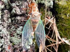 (Chinquapin Oak) Scissor Grinder female molting from nymph on Chinquapin Oak