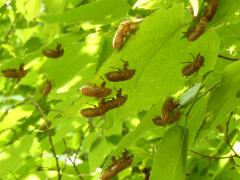 (Hackberry) Dwarf Periodical Cicada molted exuviae on Hackberry