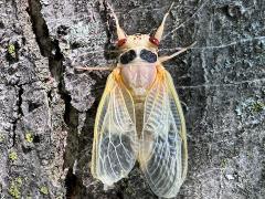 (Dwarf Periodical Cicada) female teneral dorsal