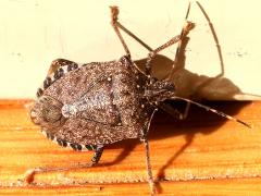 (Brown Marmorated Stink Bug) dorsal