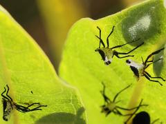 Large Milkweed Bug molted exuviae on Common Milkweed