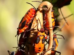 (Large Milkweed Bug) nymphs