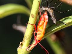 (Large Milkweed Bug) molting profile