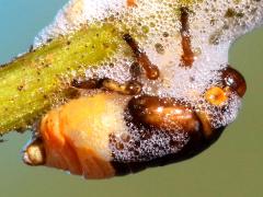 (Clastoptera Spittlebug) nymph profile