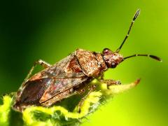 (Neortholomus Seed Bug) dorsal