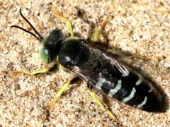 (American Sand Wasp) dorsal