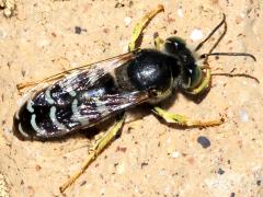 (American Sand Wasp) spinolae basking