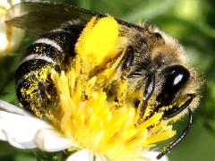 (Aster Cellophane Bee) ventral