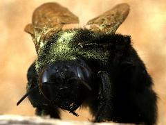 (Sonoran Carpenter Bee) face