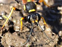 (Yellow-legged Mud-dauber Wasp) face