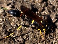 (Yellow-legged Mud-dauber Wasp) lateral