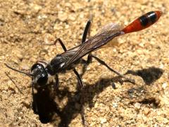 (Abert's Thread-waisted Wasp) dorsal