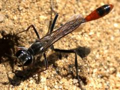 (Abert's Thread-waisted Wasp) frontal