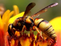 (Hidalgo Mason Wasp) lateral