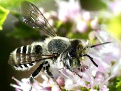 (Leafcutter Bee) feeding