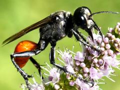 (Parker's Thread-waisted Wasp) profile