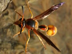 (Boll's Potter Wasp) skimming