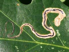 (Oak Pygmy Leafminer Moth) upperside mine on Bur Oak