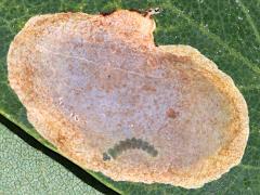 (Ostensackenella Leafminer Moth) caterpillar mine on Black Locust