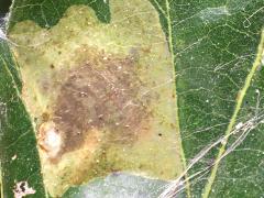 (Solitary Oak Leafminer Moth) upperside mine on Bur Oak