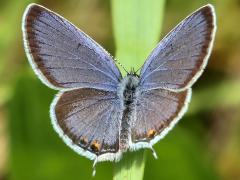 (Eastern Tailed Blue) upperside