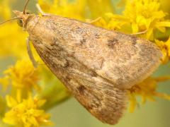 (Corn Earworm Moth) upperside