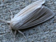 (Henry's Marsh Moth) upperside