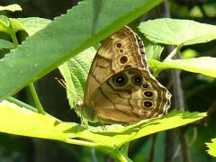 (Northern Pearly-eye) underside